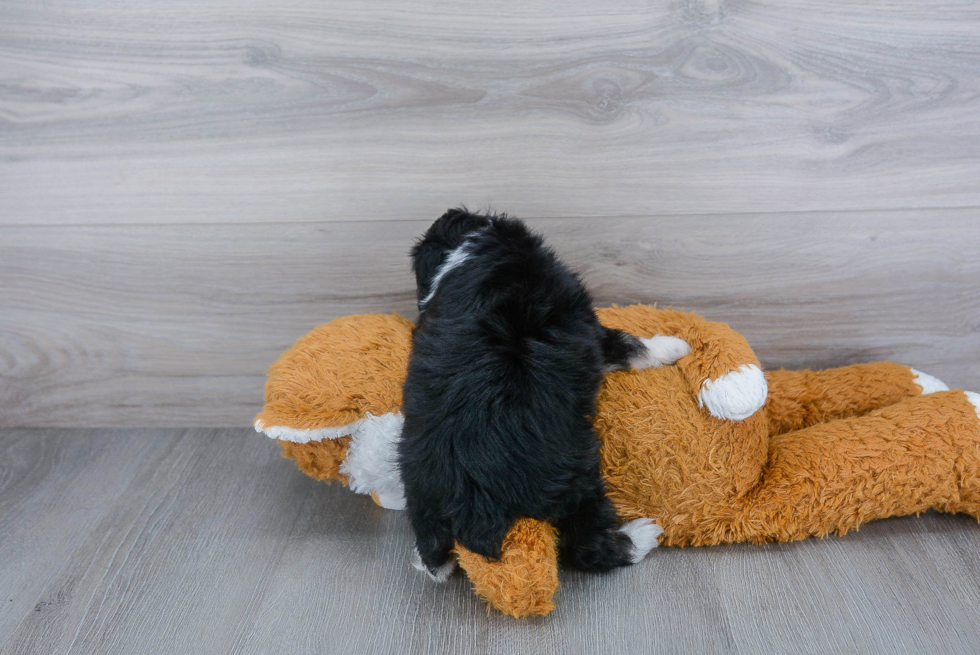 Mini Aussiedoodle Puppy for Adoption