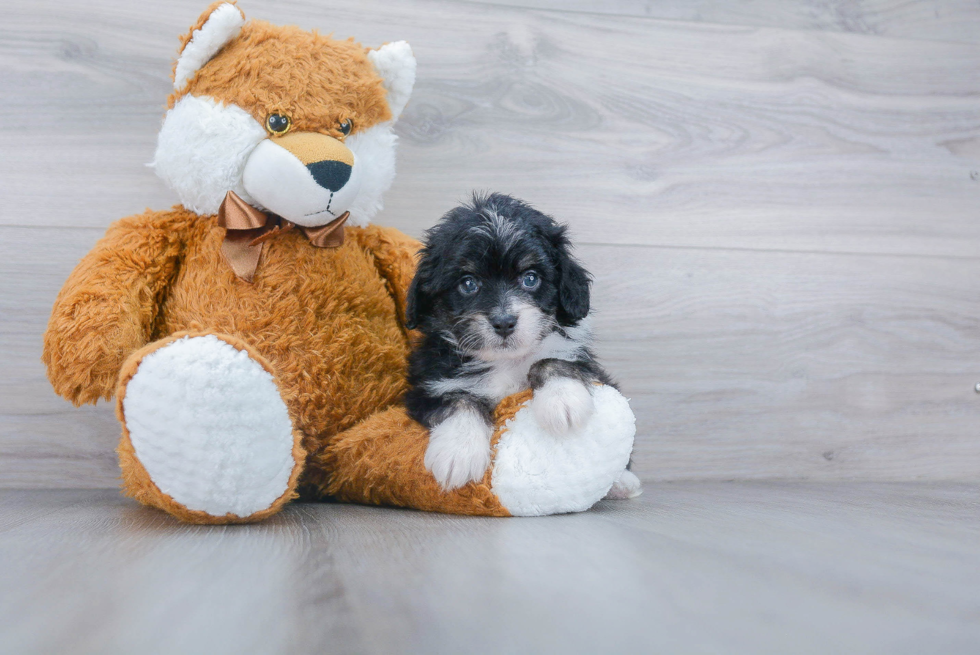 Mini Aussiedoodle Puppy for Adoption