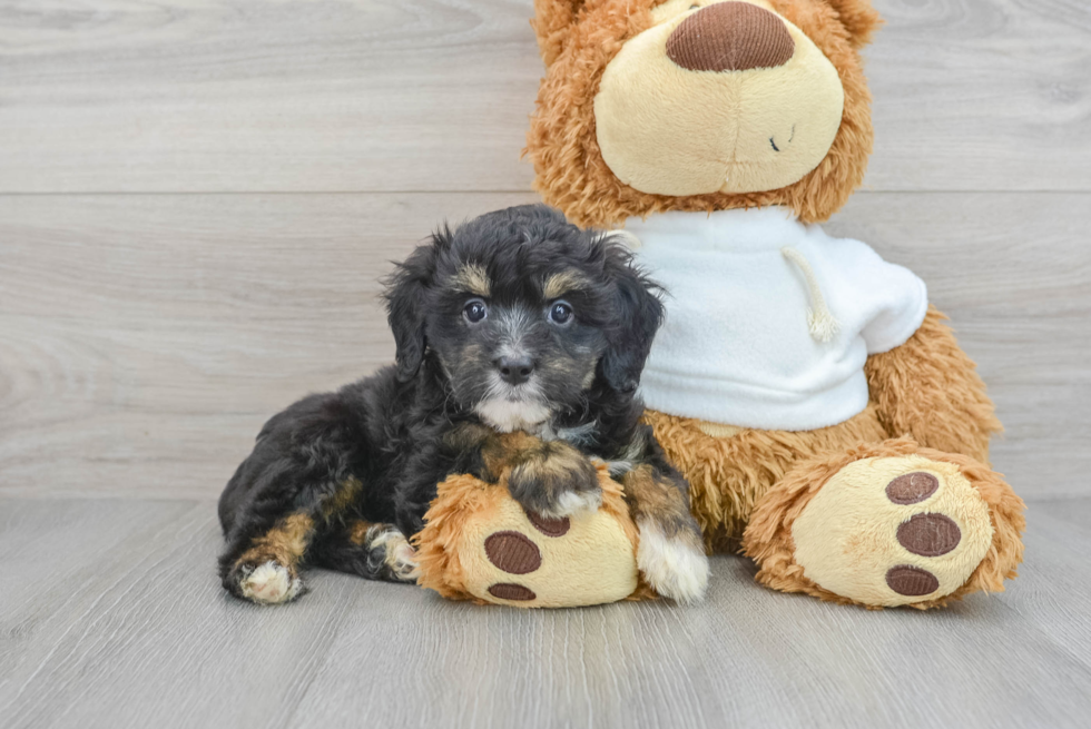 Playful Aussiepoo Poodle Mix Puppy