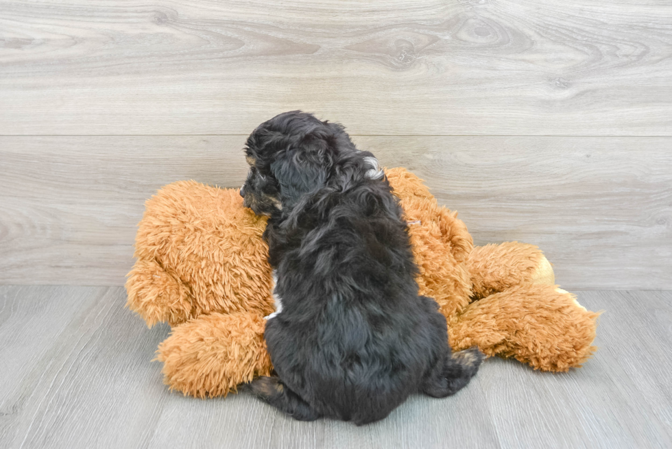 Sweet Mini Aussiedoodle Baby