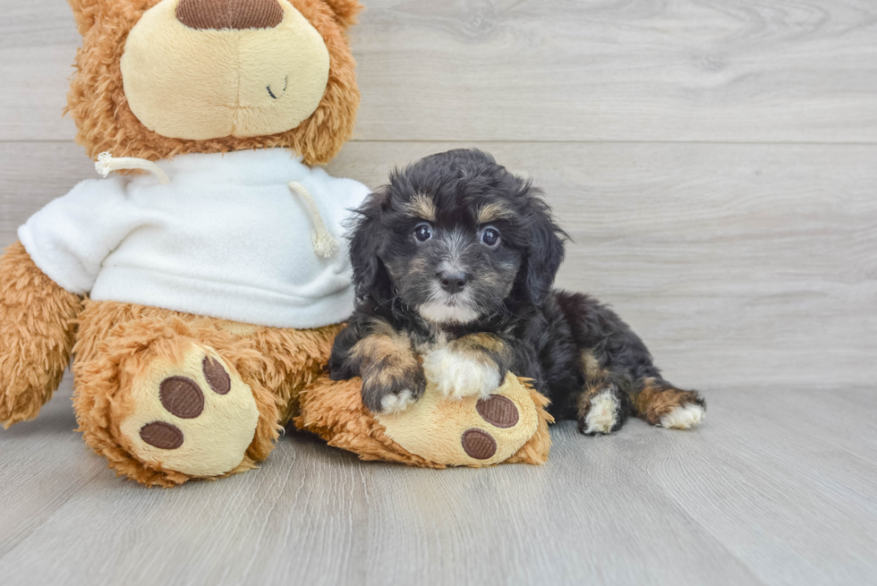 Popular Mini Aussiedoodle Poodle Mix Pup