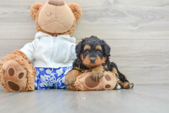 Smart Mini Aussiedoodle Poodle Mix Pup