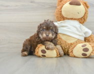 8 week old Mini Aussiedoodle Puppy For Sale - Premier Pups