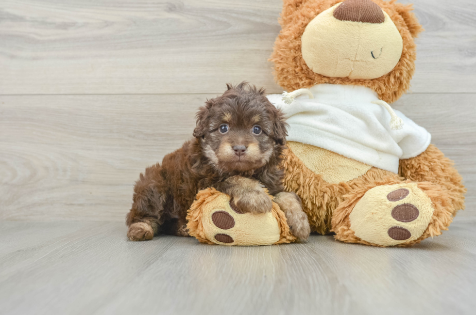 7 week old Mini Aussiedoodle Puppy For Sale - Premier Pups