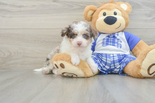 Mini Aussiedoodle Pup Being Cute