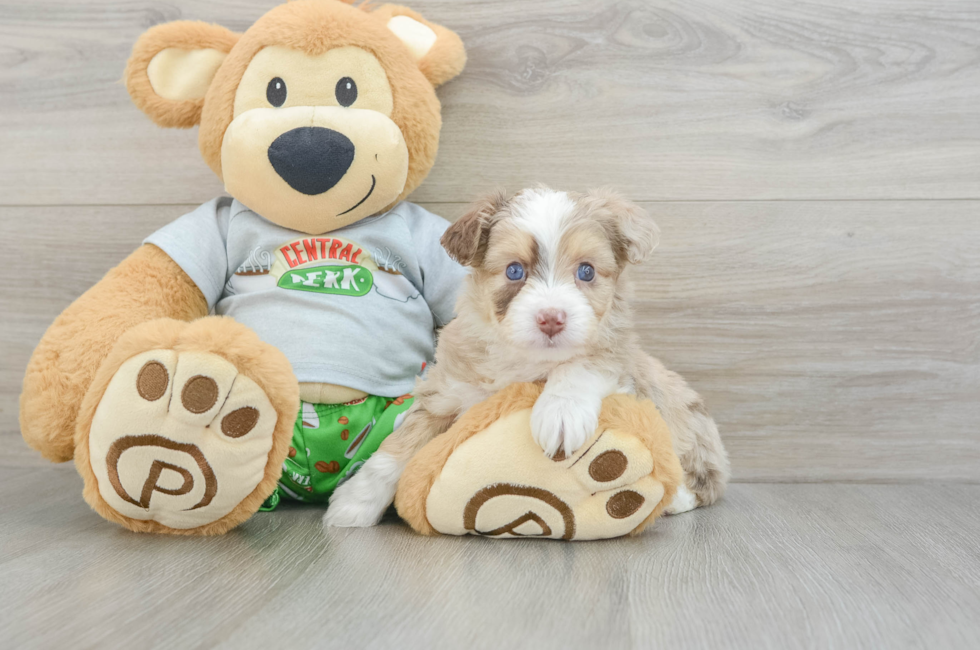 6 week old Mini Aussiedoodle Puppy For Sale - Premier Pups