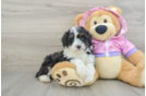 Funny Mini Aussiedoodle Poodle Mix Pup