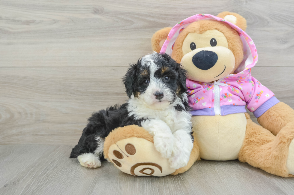 5 week old Mini Aussiedoodle Puppy For Sale - Premier Pups