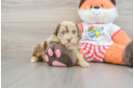 Smart Mini Aussiedoodle Poodle Mix Pup