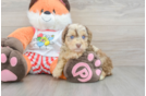 Adorable Mini Australian Shepherd X Poodle Mix Poodle Mix Puppy