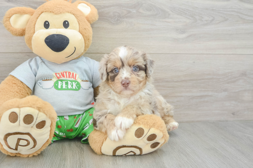 5 week old Mini Aussiedoodle Puppy For Sale - Premier Pups