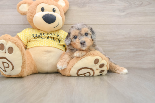 Hypoallergenic Aussiepoo Poodle Mix Puppy