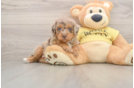 Cute Mini Aussiedoodle Baby