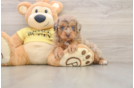 Mini Aussiedoodle Puppy for Adoption