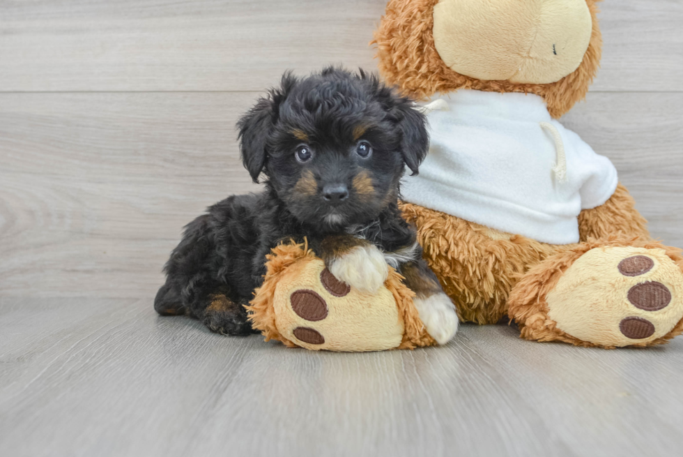 Best Mini Aussiedoodle Baby