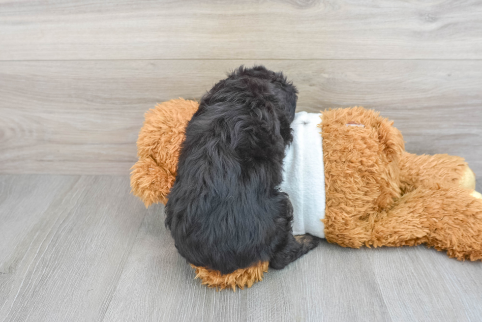 Mini Aussiedoodle Pup Being Cute