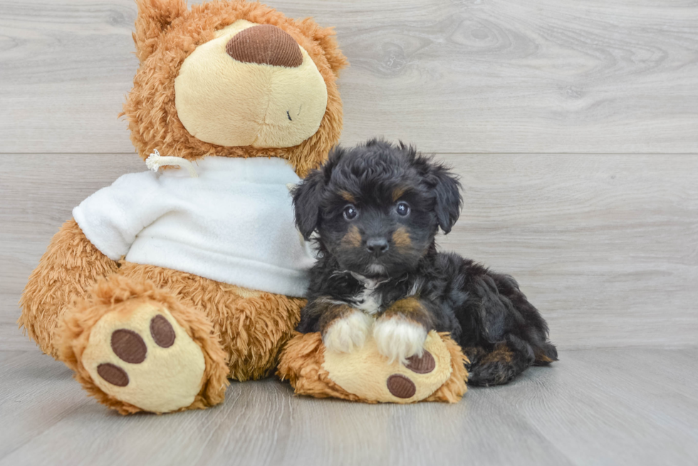 Small Mini Aussiedoodle Baby