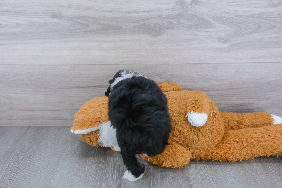 Mini Aussiedoodle Puppy for Adoption