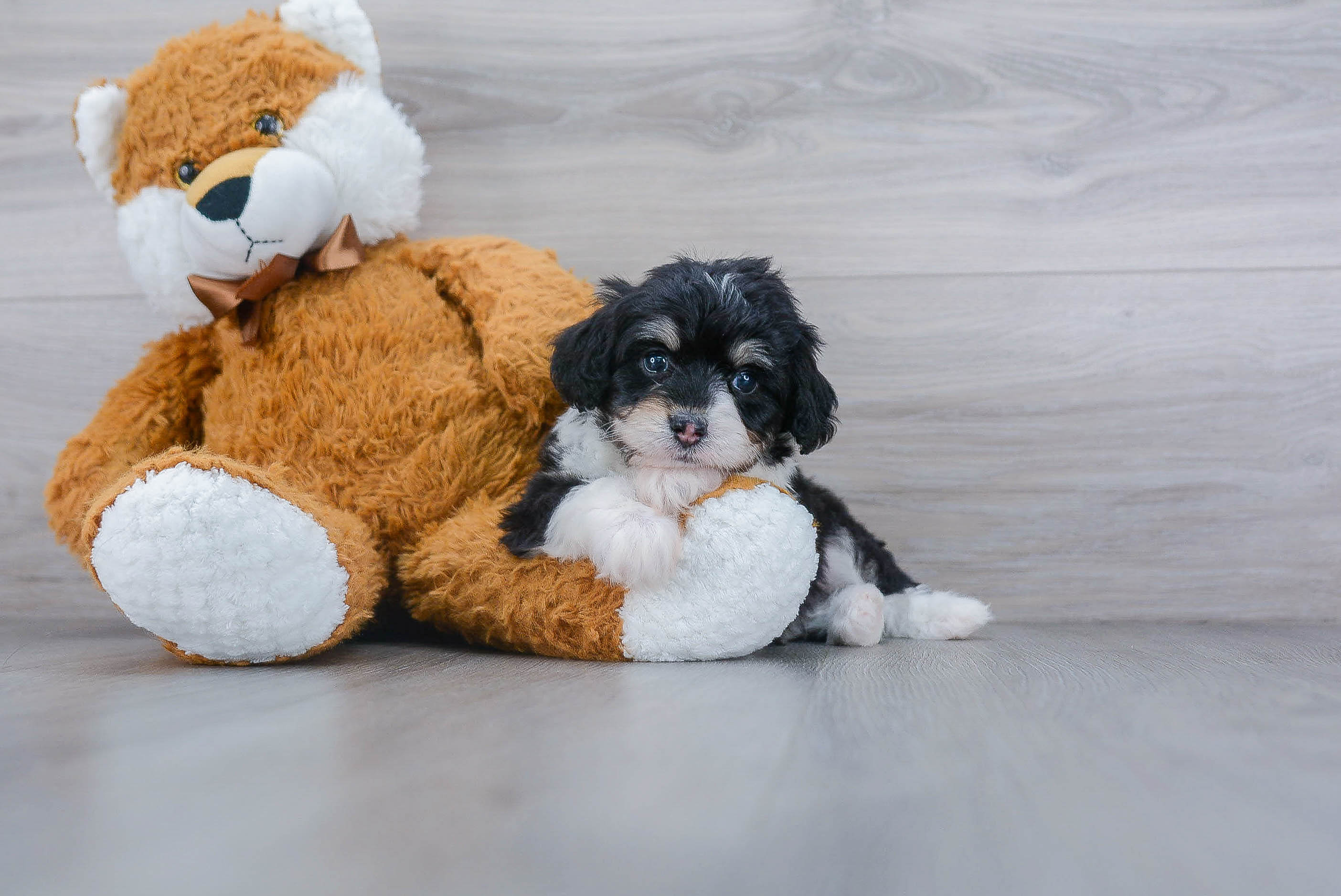 Best Mini Aussiedoodle Baby