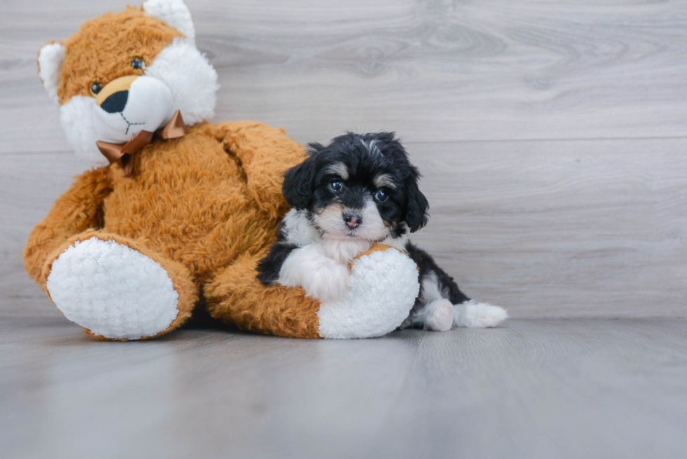 Best Mini Aussiedoodle Baby