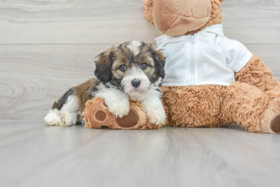 Mini Aussiedoodle Pup Being Cute