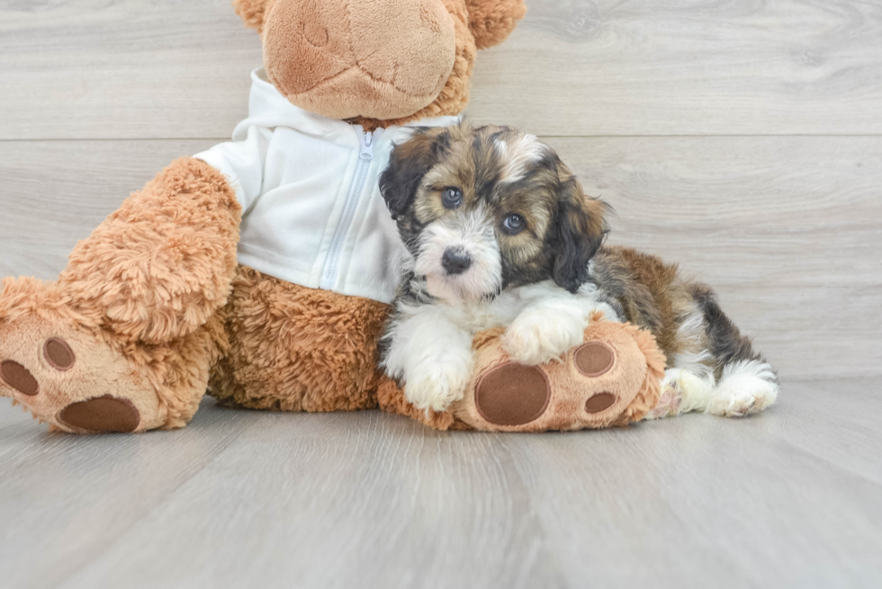 Mini Aussiedoodle Pup Being Cute