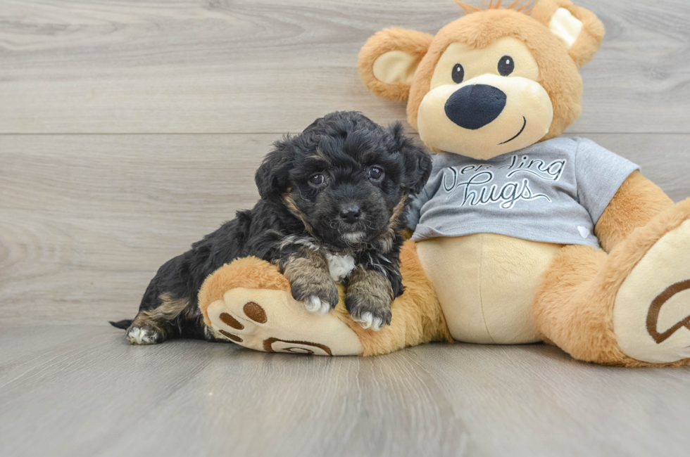 6 week old Mini Aussiedoodle Puppy For Sale - Premier Pups