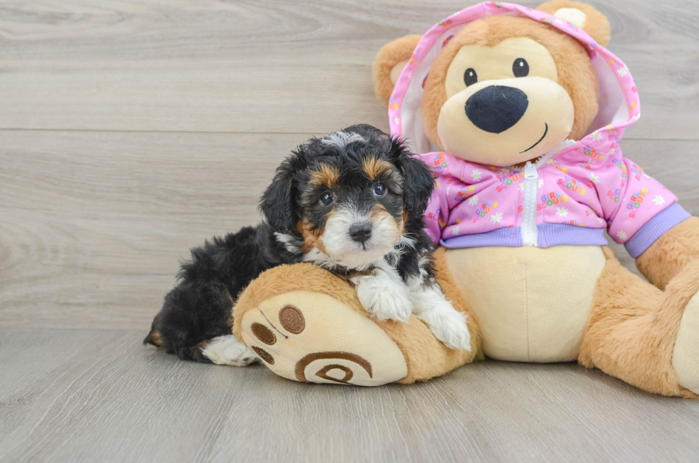 5 week old Mini Aussiedoodle Puppy For Sale - Premier Pups