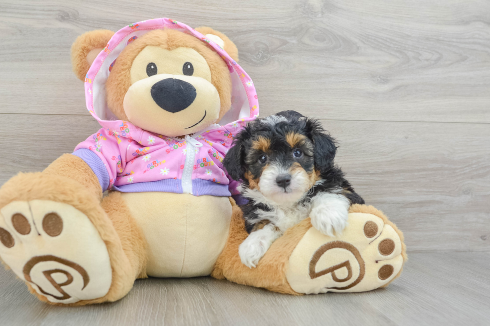 Cute Mini Aussiedoodle Baby