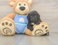 7 week old Mini Aussiedoodle Puppy For Sale - Premier Pups