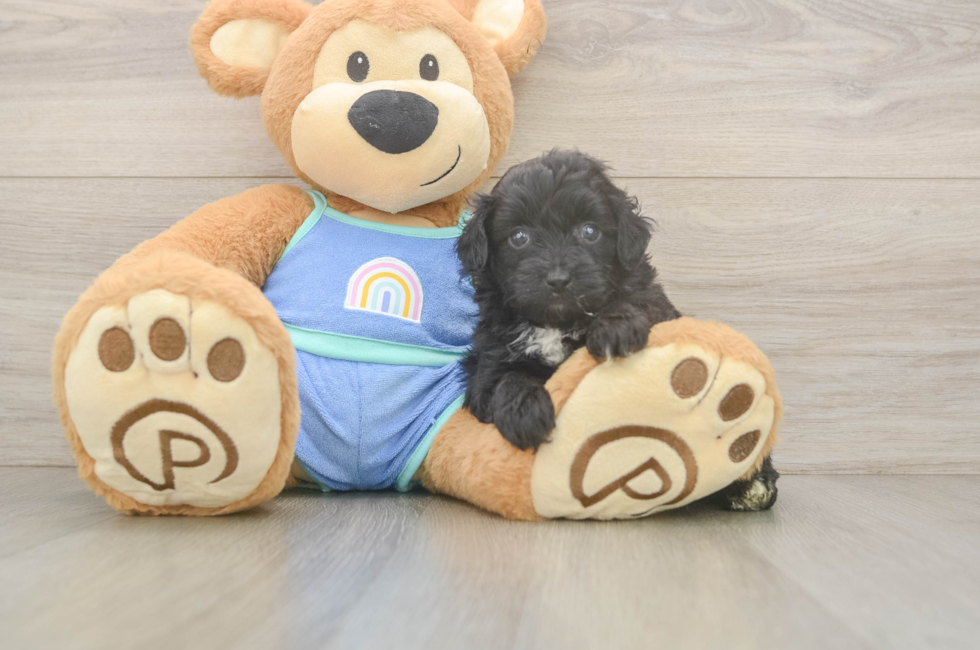 5 week old Mini Aussiedoodle Puppy For Sale - Premier Pups