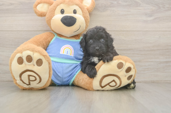 Energetic Aussie Poo Poodle Mix Puppy
