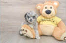Mini Aussiedoodle Puppy for Adoption