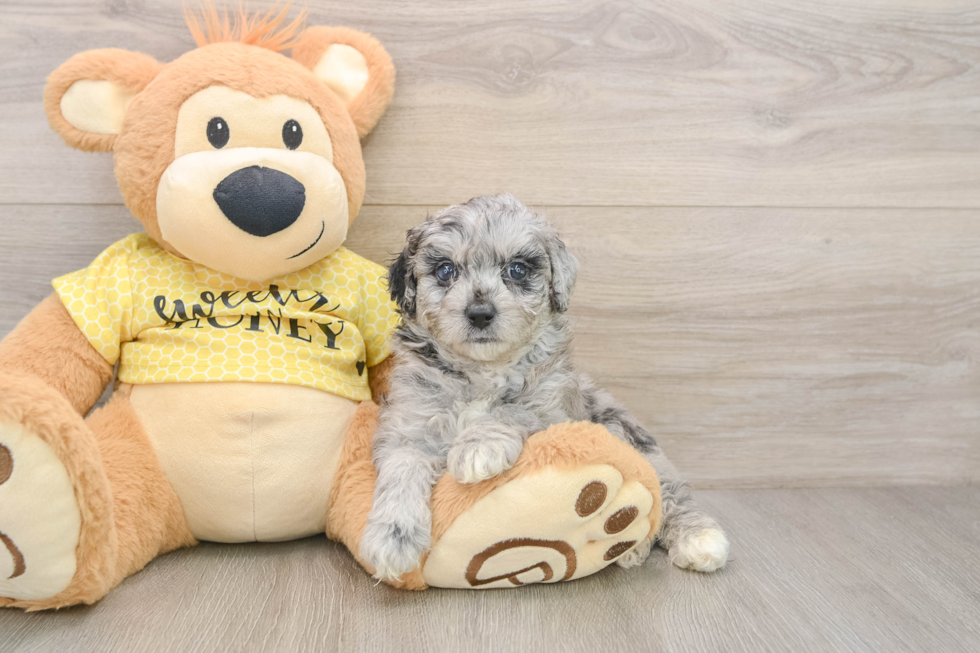 Energetic Aussie Poo Poodle Mix Puppy