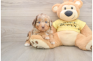Playful Aussiepoo Poodle Mix Puppy