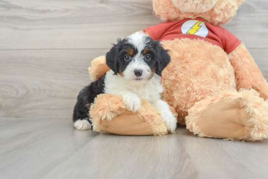 Happy Mini Aussiedoodle Baby