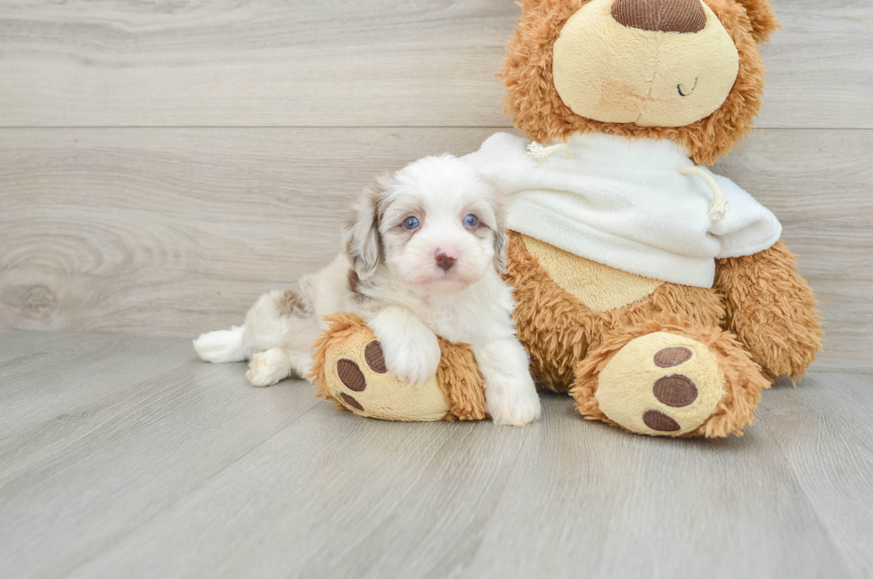 5 week old Mini Aussiedoodle Puppy For Sale - Premier Pups