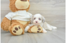 Sweet Mini Aussiedoodle Baby