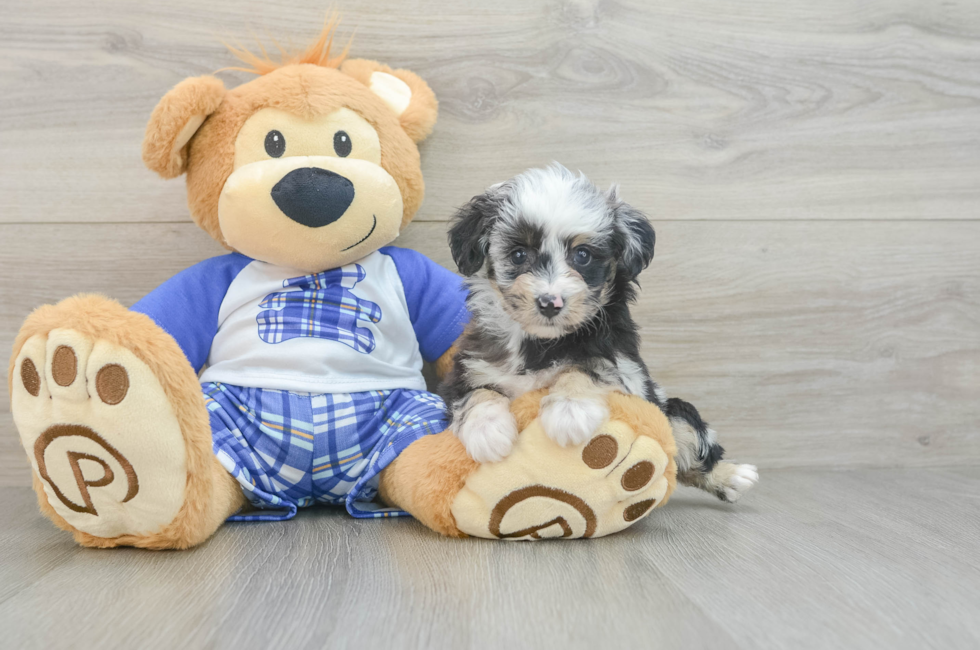 7 week old Mini Aussiedoodle Puppy For Sale - Premier Pups