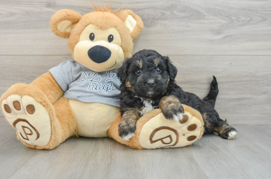 Energetic Aussie Poo Poodle Mix Puppy