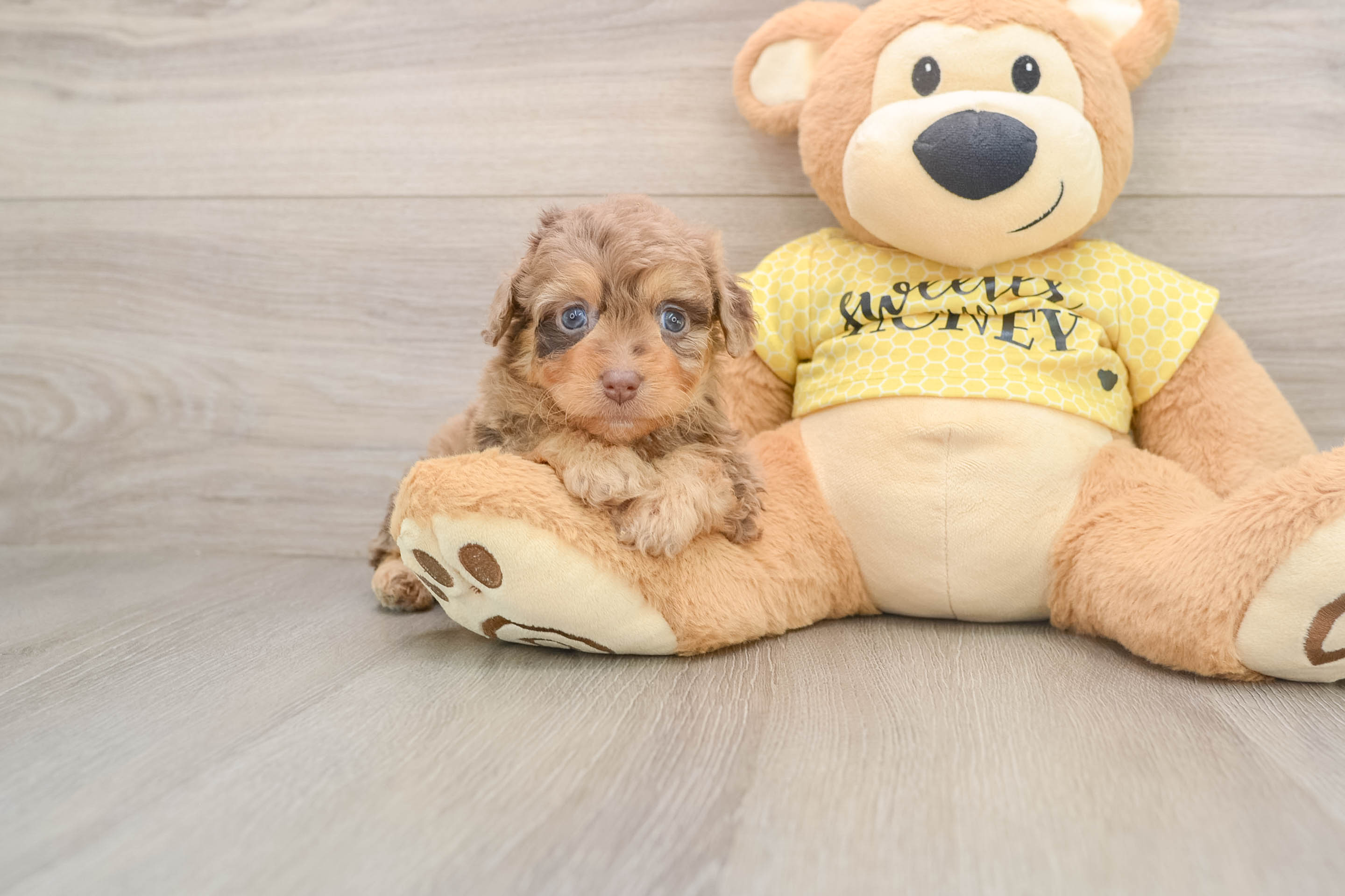 Small Mini Aussiedoodle Baby