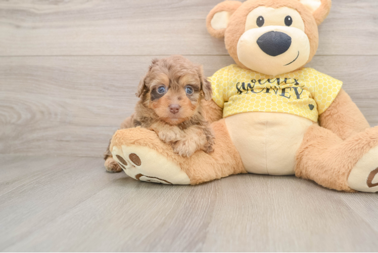 Small Mini Aussiedoodle Baby