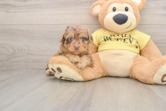 Small Mini Aussiedoodle Baby