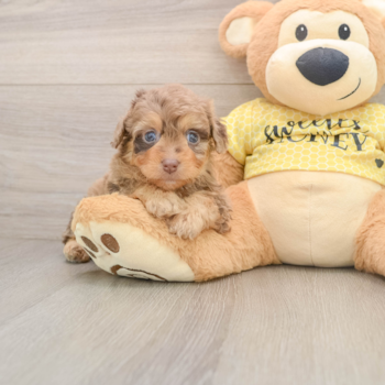 Small Mini Aussiedoodle Baby