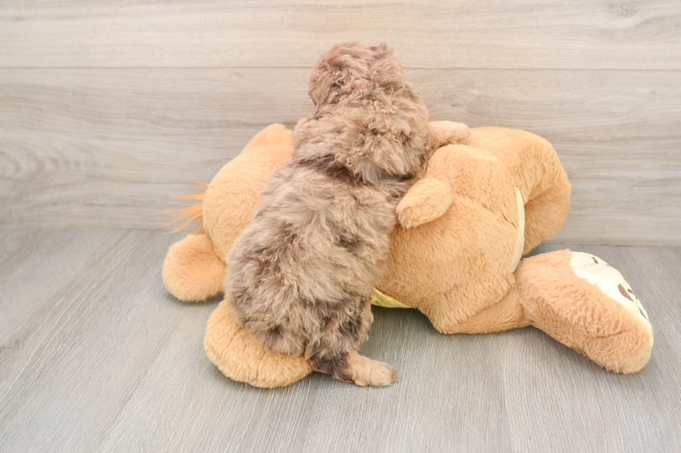 Hypoallergenic Aussiepoo Poodle Mix Puppy
