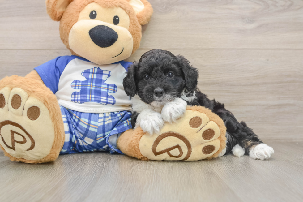 Fluffy Mini Aussiedoodle Poodle Mix Pup