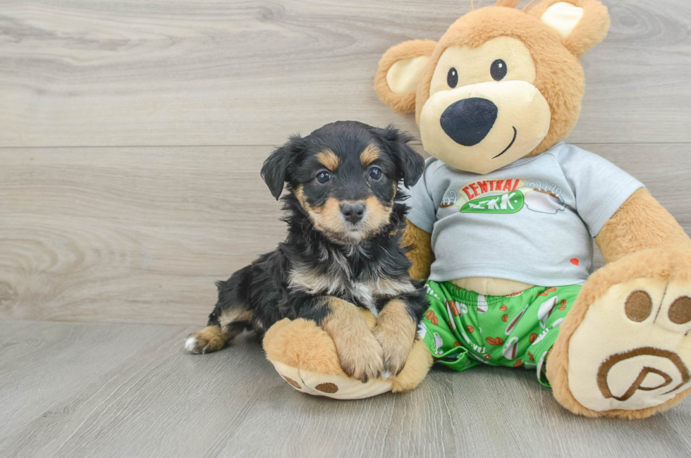 6 week old Mini Aussiedoodle Puppy For Sale - Premier Pups