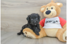 Cute Mini Aussiedoodle Baby