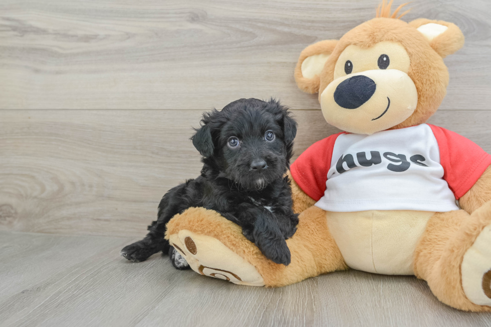 Cute Mini Aussiedoodle Baby