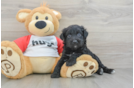 Mini Aussiedoodle Pup Being Cute